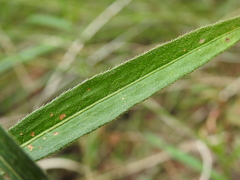 Persicaria subsessilis