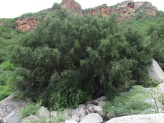 Ficus pertusa