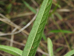 Persicaria subsessilis