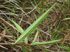 Persicaria subsessilis