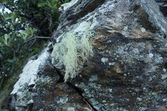 Ramalina australiensis
