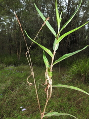Persicaria subsessilis