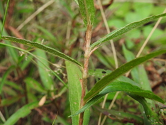 Persicaria subsessilis