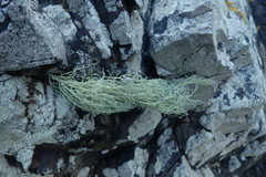 Ramalina australiensis