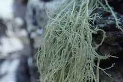 Ramalina australiensis