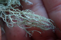 Ramalina australiensis