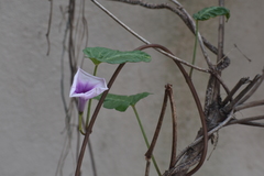 Ipomoea aquatica