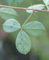 Indigofera erecta