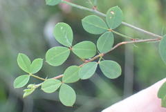 Indigofera erecta