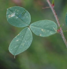 Indigofera erecta