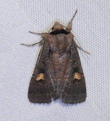 Adelphagrotis indeterminata