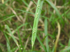 Setaria distans