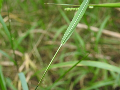 Setaria distans