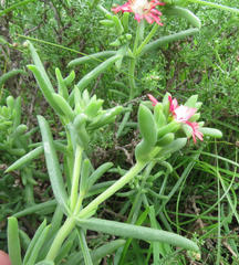 Delosperma multiflorum