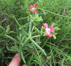 Delosperma multiflorum