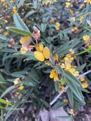 Platylobium parviflorum