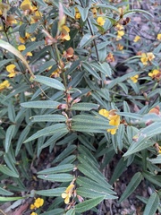 Platylobium parviflorum