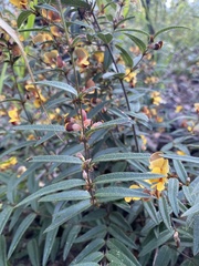 Platylobium parviflorum