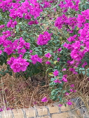 Bougainvillea