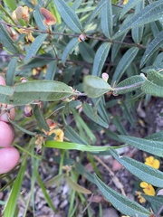 Platylobium parviflorum