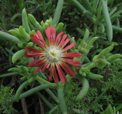 Delosperma multiflorum
