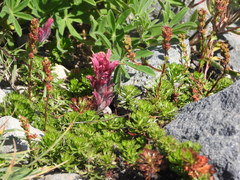 Castilleja parviflora oreopola