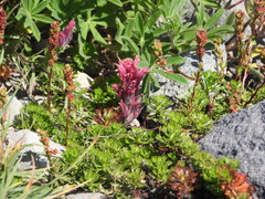 Castilleja parviflora oreopola