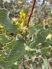 Hakea undulata