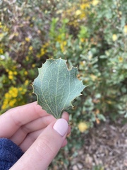 Hakea undulata