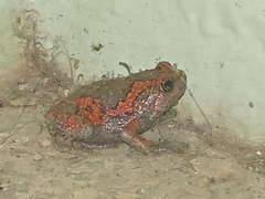 Uperodon taprobanicus