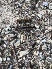 Trilophidia annulata