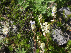 Plebejus anna