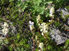Plebejus anna