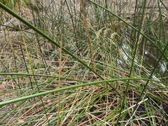 Machaerina articulata