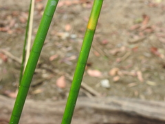 Machaerina articulata