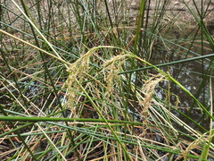 Machaerina articulata