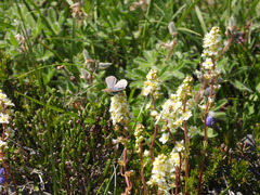 Plebejus anna