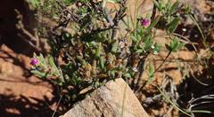 Trichodiadema rogersiae