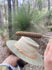 Xanthorrhoea gracilis