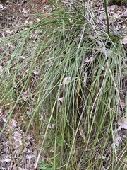 Xanthorrhoea gracilis