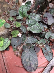 Strobilanthes reptans