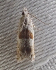 Eucosma apacheana