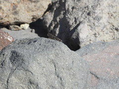 Circotettix undulatus