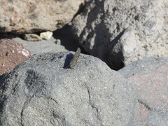 Circotettix undulatus