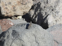 Circotettix undulatus