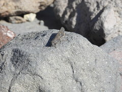 Circotettix undulatus