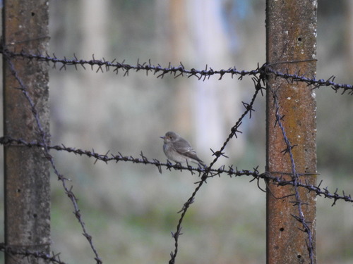 muchár sivý (Muscicapa striata)