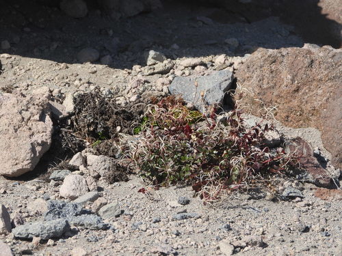 Image of Epilobium clavatum by (c) Jared Shorma, some rights reserved (CC BY)
