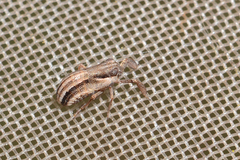 Caliscelidae
