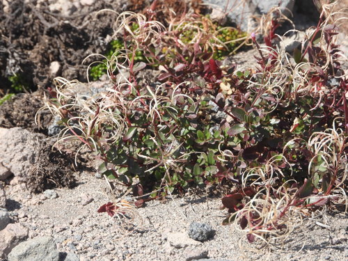 Image of Epilobium clavatum by (c) Jared Shorma, some rights reserved (CC BY)